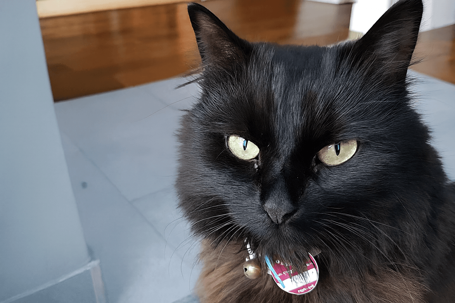 Adopter un animal de compagnie