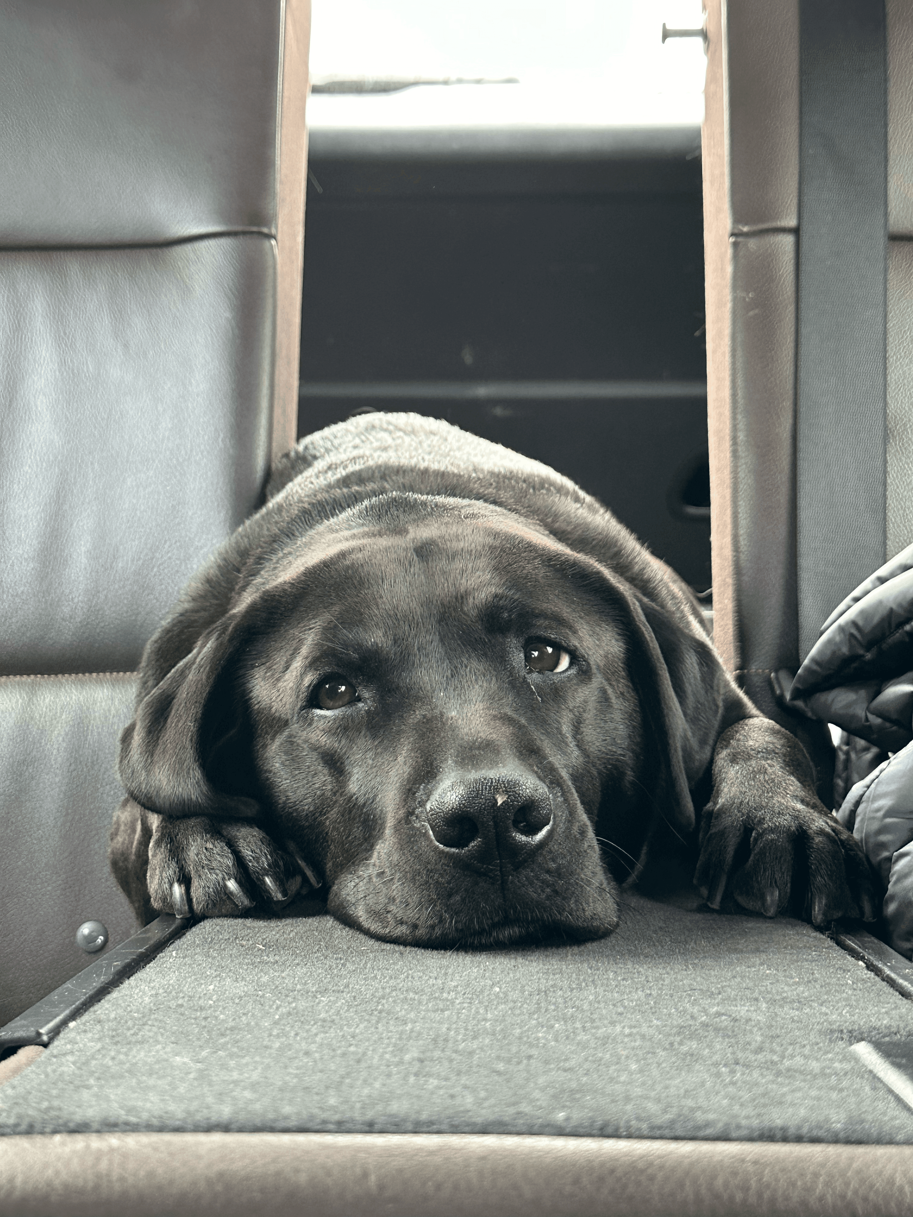 Seguro para animais de estimação