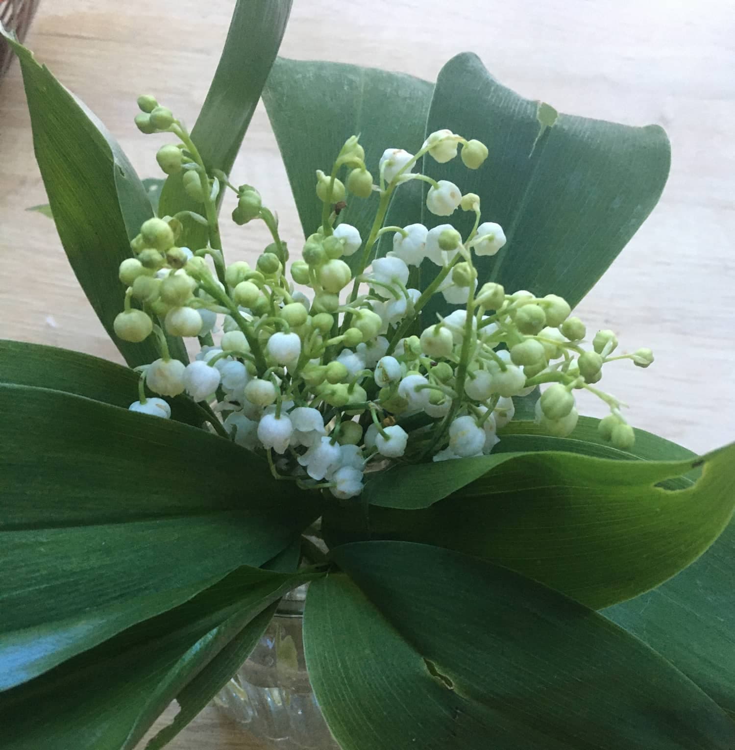 1er Mai, Fête du Travail, Meekranz et Muguet