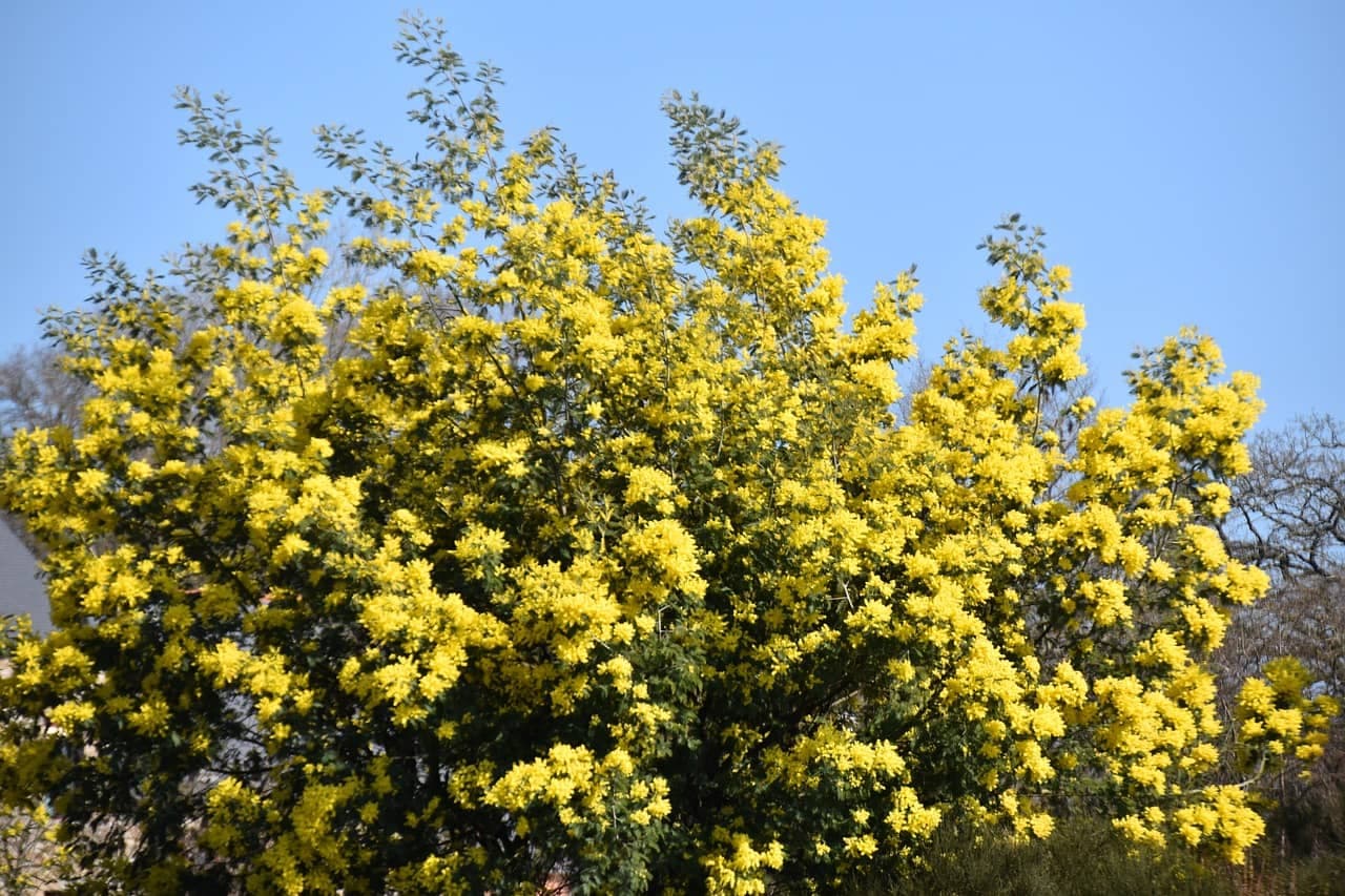 Das Geenzefest, Ginsterfest in Wiltz
